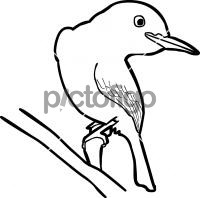 Broad billed TodyFreehand Image